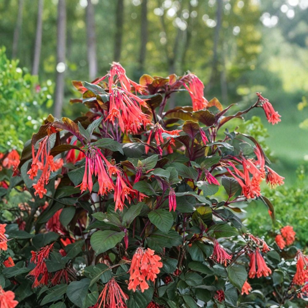 Gartenmeister Fuchsia Live Plant – 6–12 Inches Tall | 5 Inch Pot | Coral-Orange Flowering Plant | Hummingbird Friendly | Easy to Grow