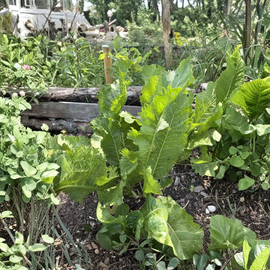 Perennial Horseradish Live Crowns | 2 Root Cuttings | Ready to Plant | Culinary Herb | Hardy Perennial | Garden Starter