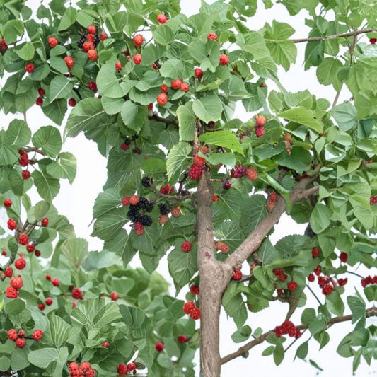 Set of 2 Live Red Mulberry Plants | 4–6 Inches Tall | No Pot | Edible Fruit Tree Starter | Hardy Berry Plant | Easy to Grow