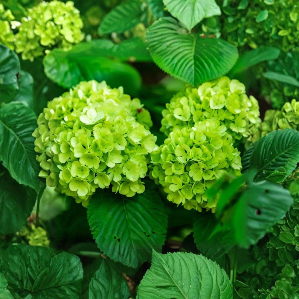 2 Lime Green Hydrangea Plants – Live Potted Hydrangea Bushes | 4" Pots | Green Flowering Shrub | Garden Plant | Zones 6–9