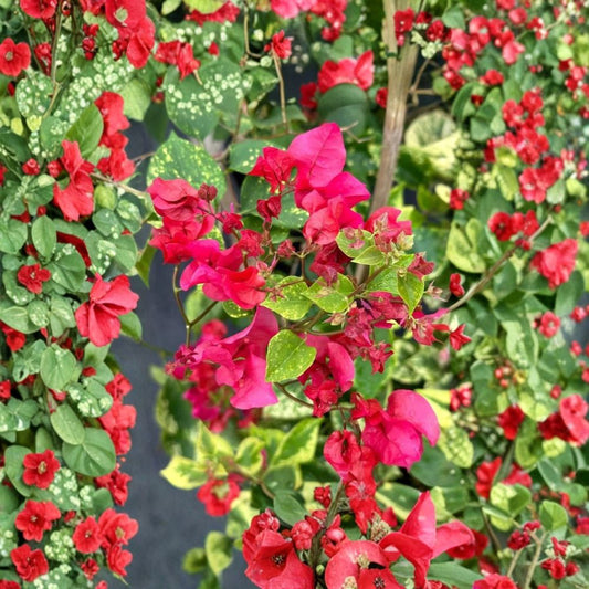 Set of 2 Live Double Red Bougainvillea Plants – 4–6" Tall | Tropical Flowering Vine | Deep Red Double Bracts | No Pot