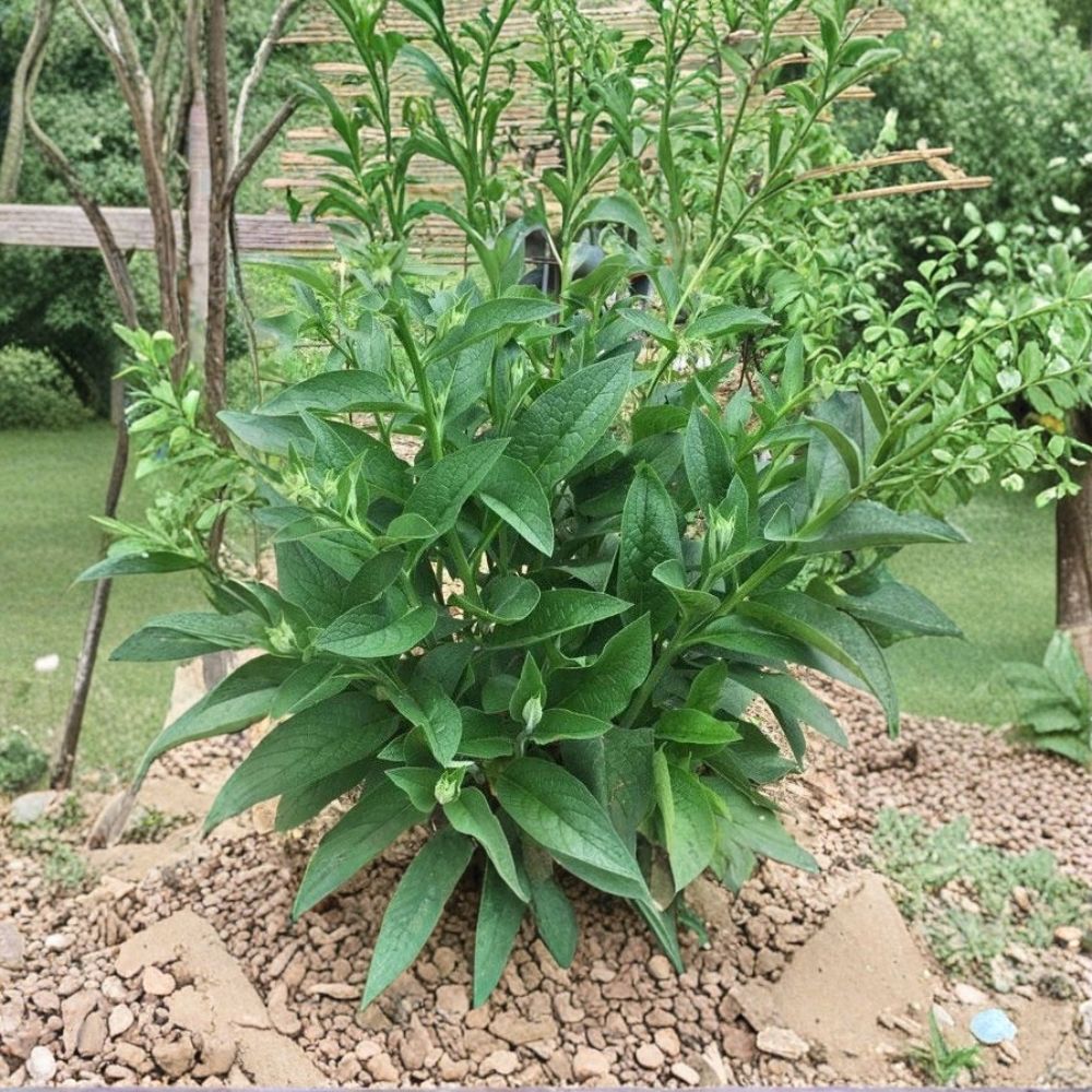 Russian Comfrey Bocking #4 Live Root Crowns | 2.5 Pounds | Organically Grown | Sterile Perennial | Ready to Plant