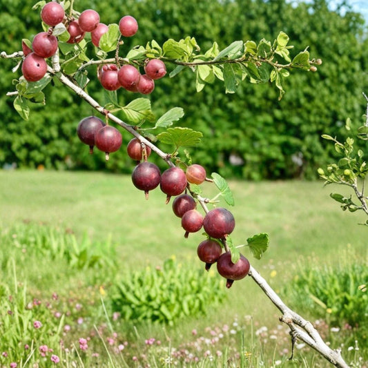 Captivator Gooseberry Live Plant – Ribes uva-crispa Hybrid | Rooted Fruit Shrub | Zones 3–8 | Self-Pollinating | Pink to Dark Red Berries | Pesticide-Free