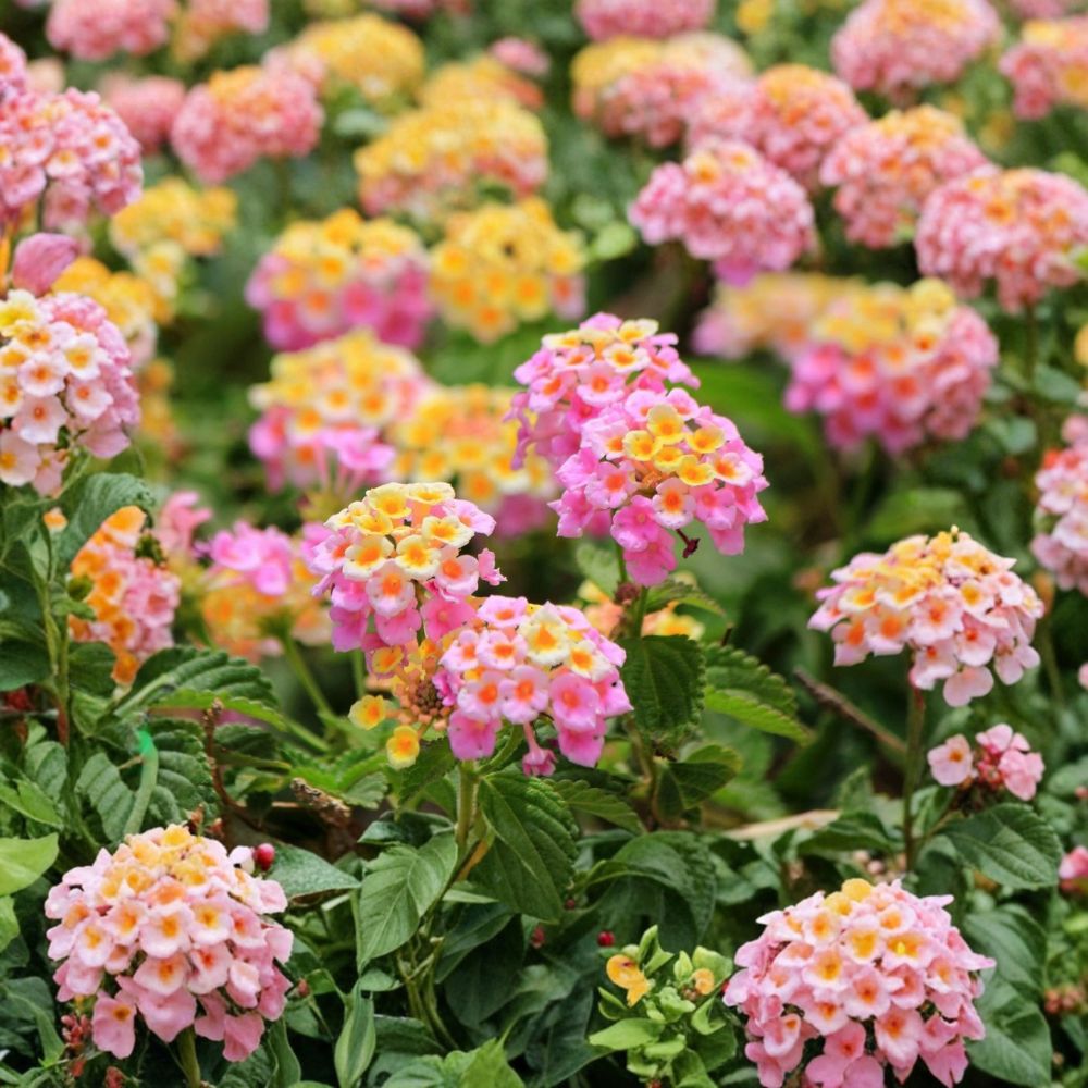 Pink Lantana Live Starter Plant | 4 Inches Tall | No Pot | Butterfly Flower | Tropical Flowering Plant | Easy to Grow