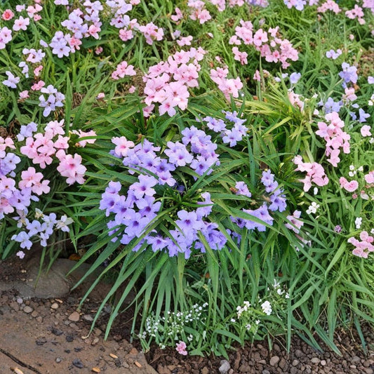 Dwarf Ruellia Mexican Petunia Live Plants – 6 Cuttings | 2 Pink + 4 Purple Flowers | Perennial Flowering Plant | Easy Care