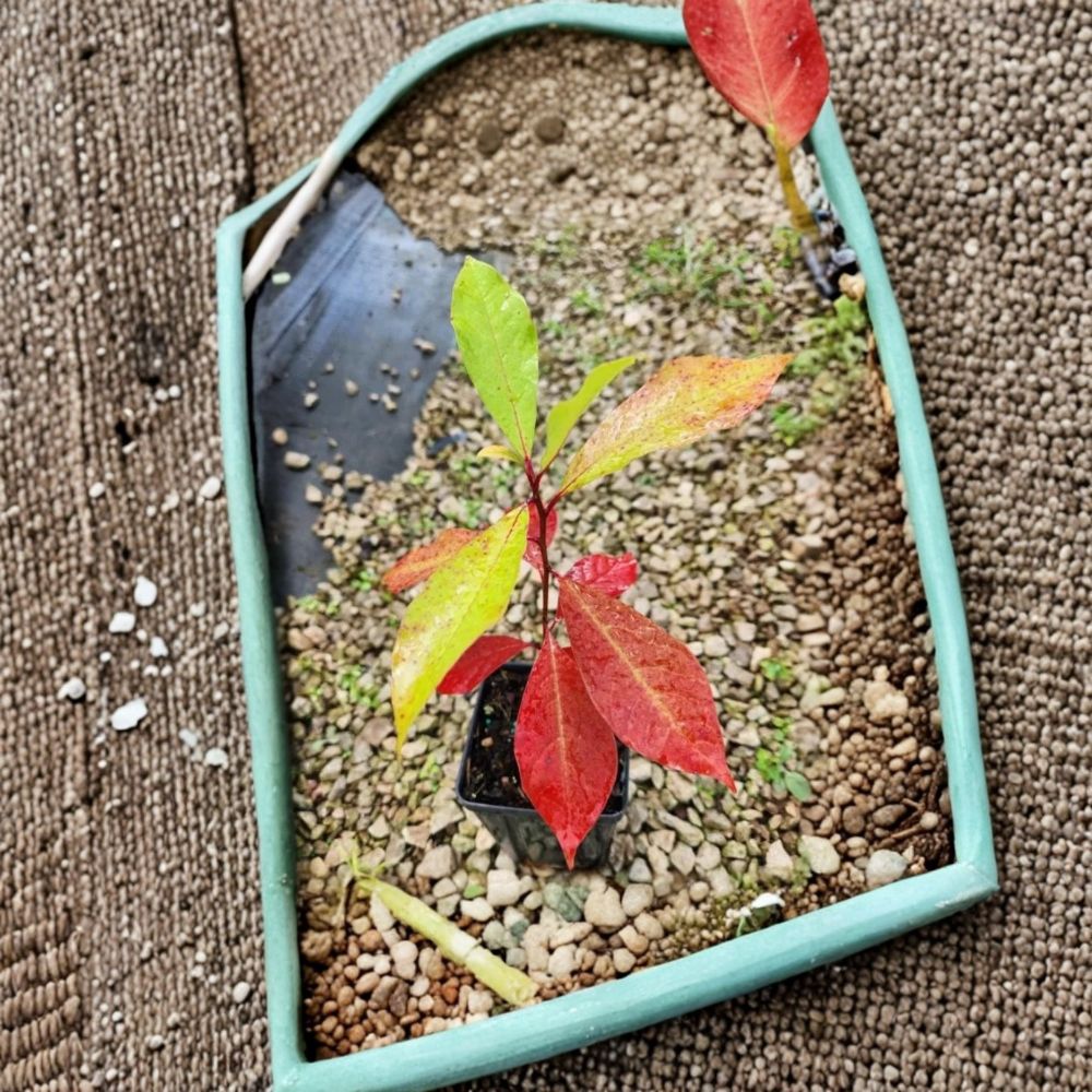 Black Gum Tree – Nyssa sylvatica | Live Quart Pot | Native Deciduous Shade Tree | Fall Color | Wildlife-Friendly Landscape Tree