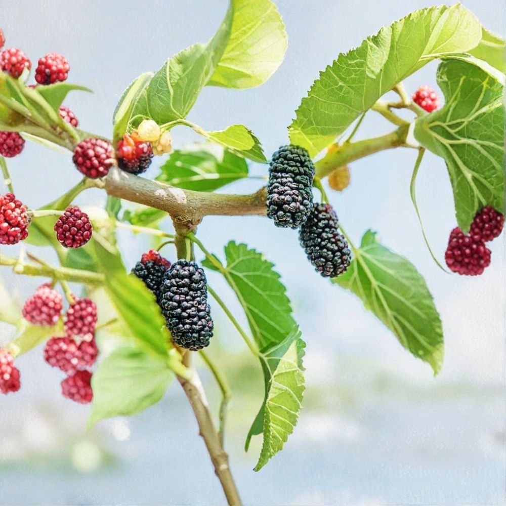 Dwarf Mulberry Live Plant – 2 Inch Pot | Sweet Everbearing Mulberry Tree | Fruiting Starter Plant | Patio & Garden Friendly | Easy to Grow