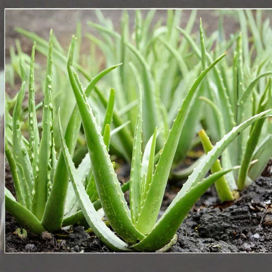 2 Live Aloe Vera Rooted Starter Pups | 8–12 Inches Tall | Succulent Houseplant | Bare Root | Easy Care Medicinal Plant