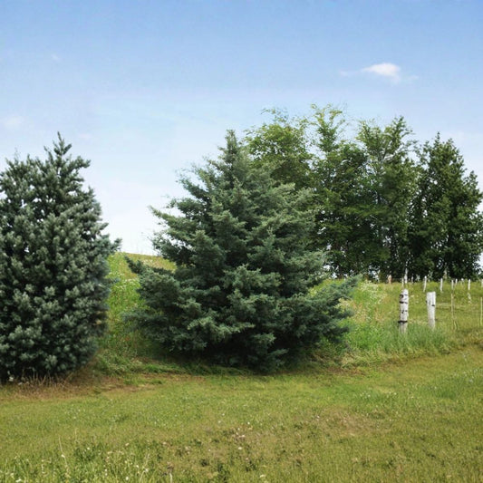 Carolina Cypress Tree – Live Evergreen Tree | 6 Inches Tall | Includes 4 Inch Nursery Pot | Fast-Growing Landscape Tree