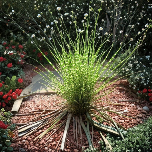 Zebra Grass Clump Live Starter Plant – 6" Tall | Ornamental Miscanthus Grass | Fresh Dug Rooted Plant | No Pot