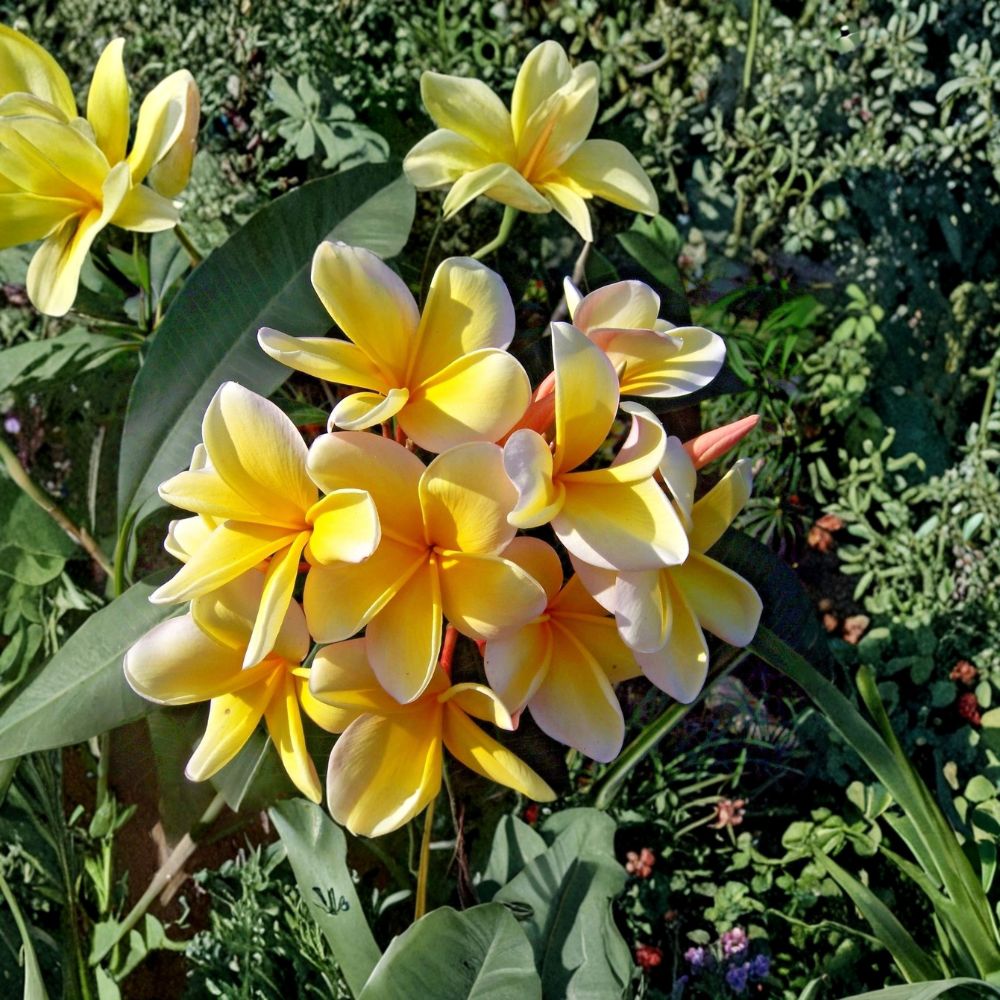 Yellow Plumeria Live Cutting | Frangipani | Fresh Tropical Plant Cutting | Fragrant Flowering Tree | Easy to Root