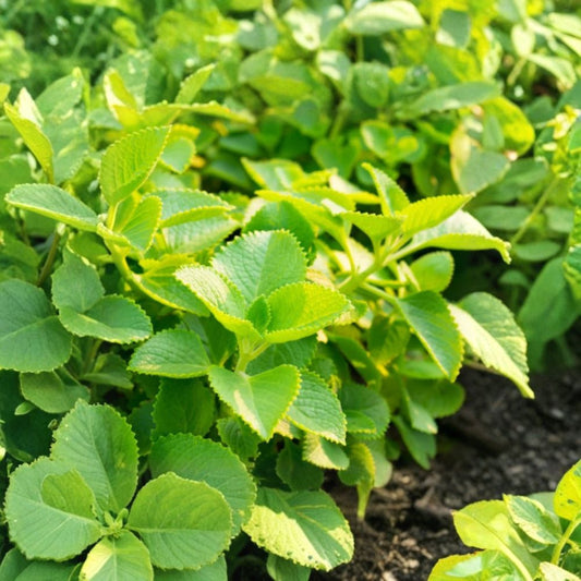 3 Live Cuban Oregano Plants – 4–6" Tall | Plectranthus amboinicus | Aromatic Culinary Herb | No Pot