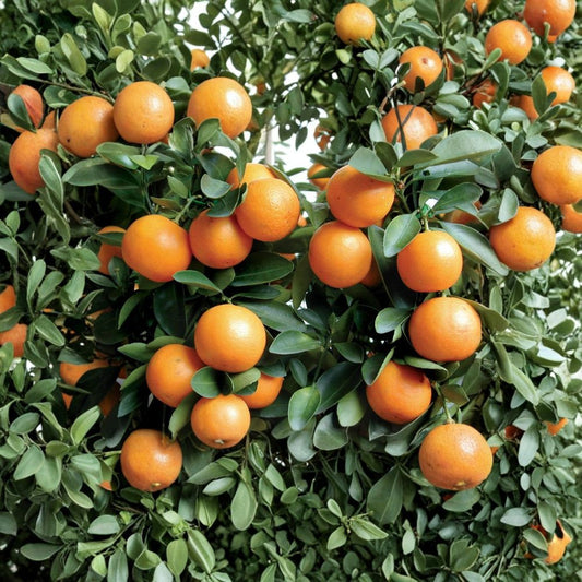 Kumquat Tree Live Plant | 3–6 Inches Tall | Bare Root Citrus Seedling | Edible Fruit Tree | Patio & Garden Friendly