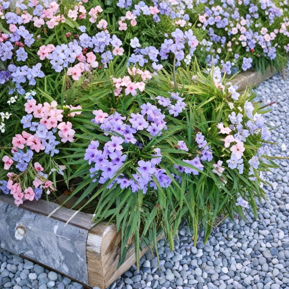6 Live Dwarf Ruellia Plants – Purple Mexican Petunia | Rooted Starter Plants | Ships Bare Root | Hardy Perennial | Easy to Grow
