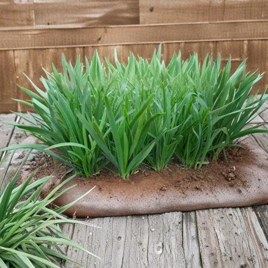 200 Organic Garlic Chives Live Bare Roots – Allium tuberosum | Chinese Chives (韭菜根) | Culinary Herb | Easy to Grow