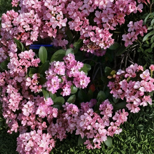 Indian Hawthorn 'Pink Dancer' Live Cuttings | Set of 7 | 6 Inch Stem Cuttings | Evergreen Flowering Shrub | Propagation Ready