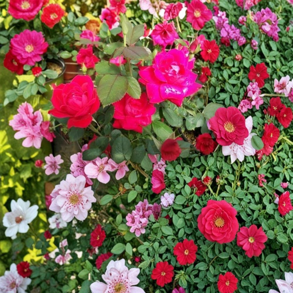 Double Knock Out® Red Rose – Rosa hybrida Live Plant | 1 Gallon Size | Disease Resistant Red Rose Bush | Includes Root Ball | Garden & Landscape Friendly | Easy to Grow