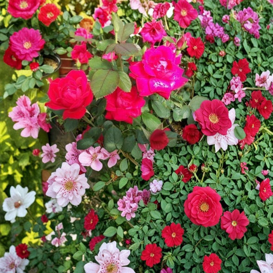 Double Knock Out® Red Rose – Rosa hybrida Live Plant | 1 Gallon Size | Disease Resistant Red Rose Bush | Includes Root Ball | Garden & Landscape Friendly | Easy to Grow