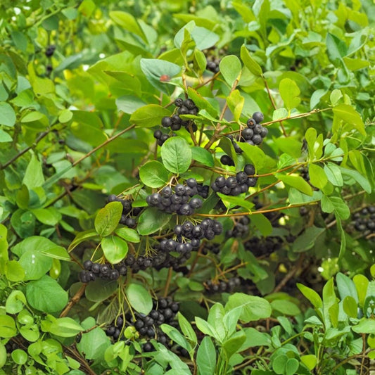 Black Chokeberry Live Plant – 1–2 Foot Bare Root Shrub | Aronia melanocarpa | Edible Berry & Ornamental Landscape Plant
