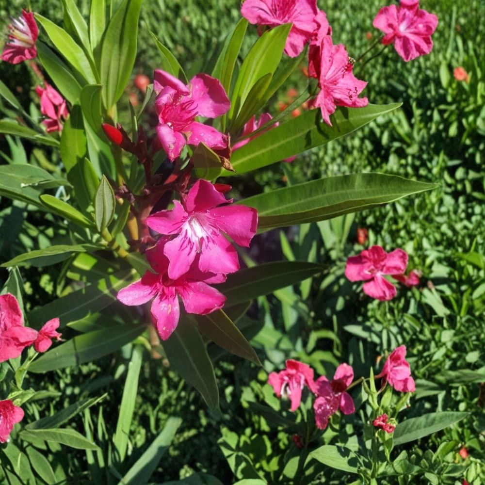 Pink Oleander – Live Flowering Shrub | 2 Gallon Size | Includes Rooted Plant Ready for Planting | Landscape & Garden Friendly | Easy to Grow