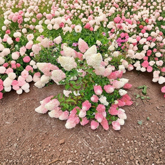 Pinky Winky Hydrangea Live Plant – 6–12 Inches Tall | 1 Quart Pot | Two-Toned Flowering Shrub | Garden & Landscape Favorite | Easy to Grow