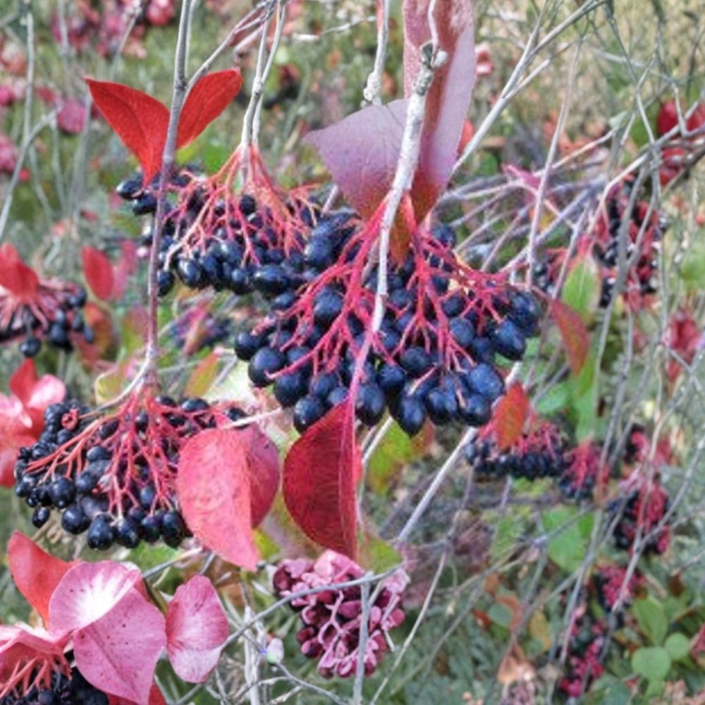 Nannyberry Viburnum Live Plant | Viburnum lentago | 18–24 Inches Tall | Bare Root Shrub | Native Wildlife Plant | Edible Berries