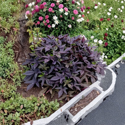Blackie Sweet Potato Vine – 2 Live Starter Plants | 4–6 Inches Tall | Root Ball Only | Ornamental Trailing Foliage Plant