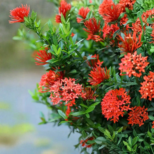 Ixora Red Live Plant – 4–6" Tall | Tropical Dwarf Ixora | Red Flowering Shrub | Garden & Container Plant