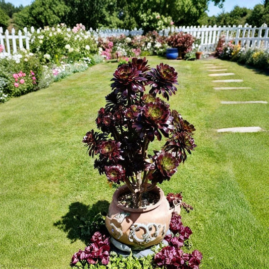Black Rose Succulent Live Plant – Aeonium arboreum 'Zwartkop' | Ships Bare Root | Rare Dark Foliage Succulent | Indoor & Outdoor Plant | Easy to Grow