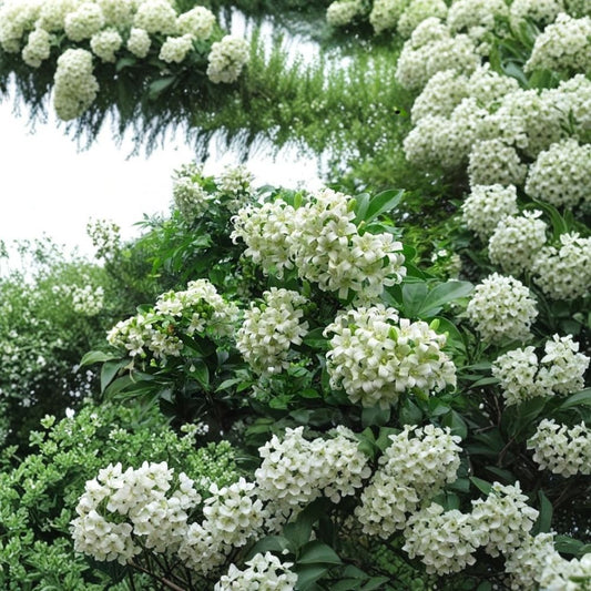 Orange Jasmine Air-Layered Live Tree – 2 Ft+ Tall | Murraya paniculata | Fragrant Flowering Tropical Plant | 4" Pot