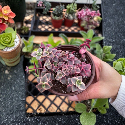Crassula Pink Calico Kitten Live Succulent | 4 Inch Pot | Trailing Variegated Plant | Easy Care Houseplant | Colorful Succulent
