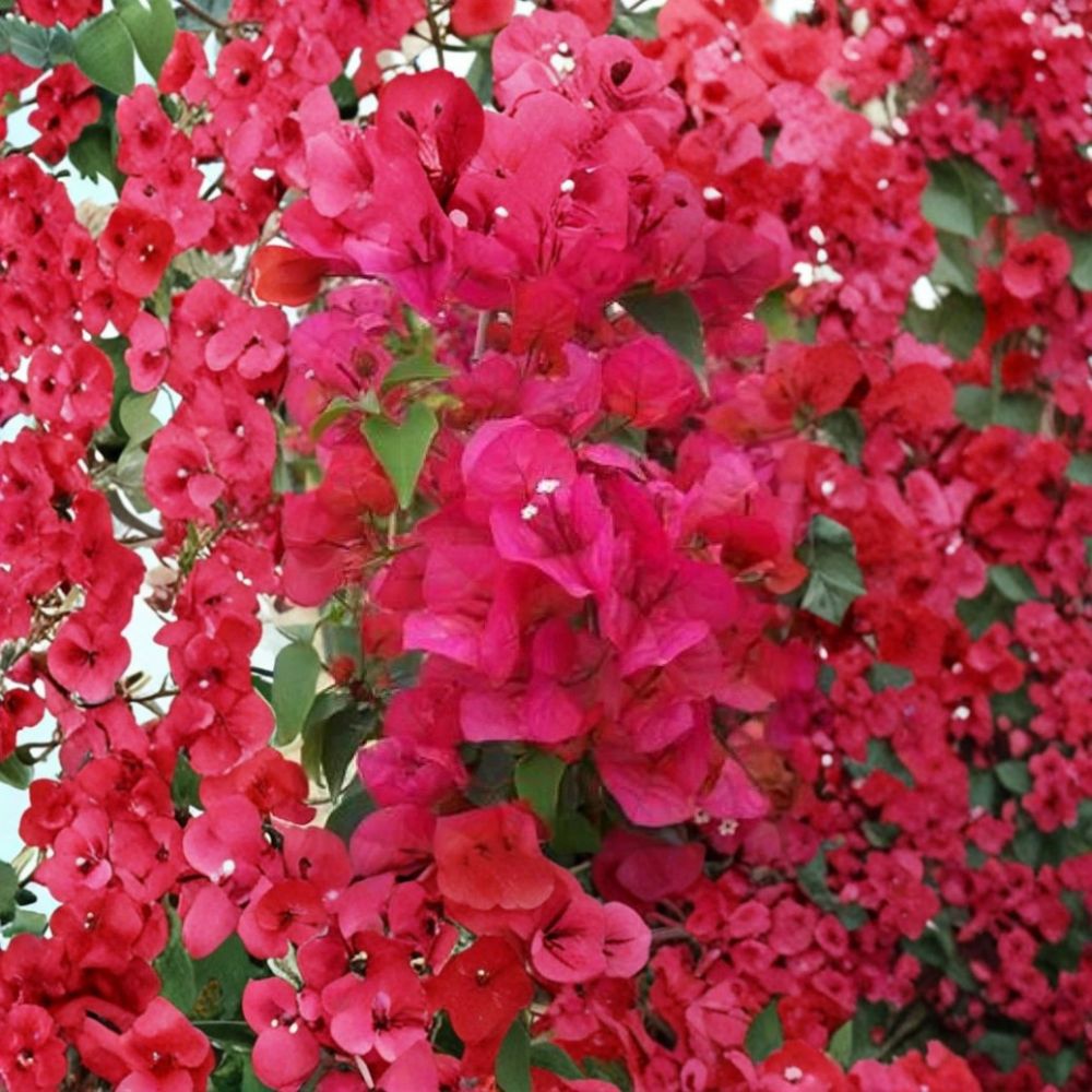 Sharon Wesley Bougainvillea – Live Starter Plant | Well-Rooted in 3 Inch Nursery Pot | Tropical Flowering Vine | Easy to Grow