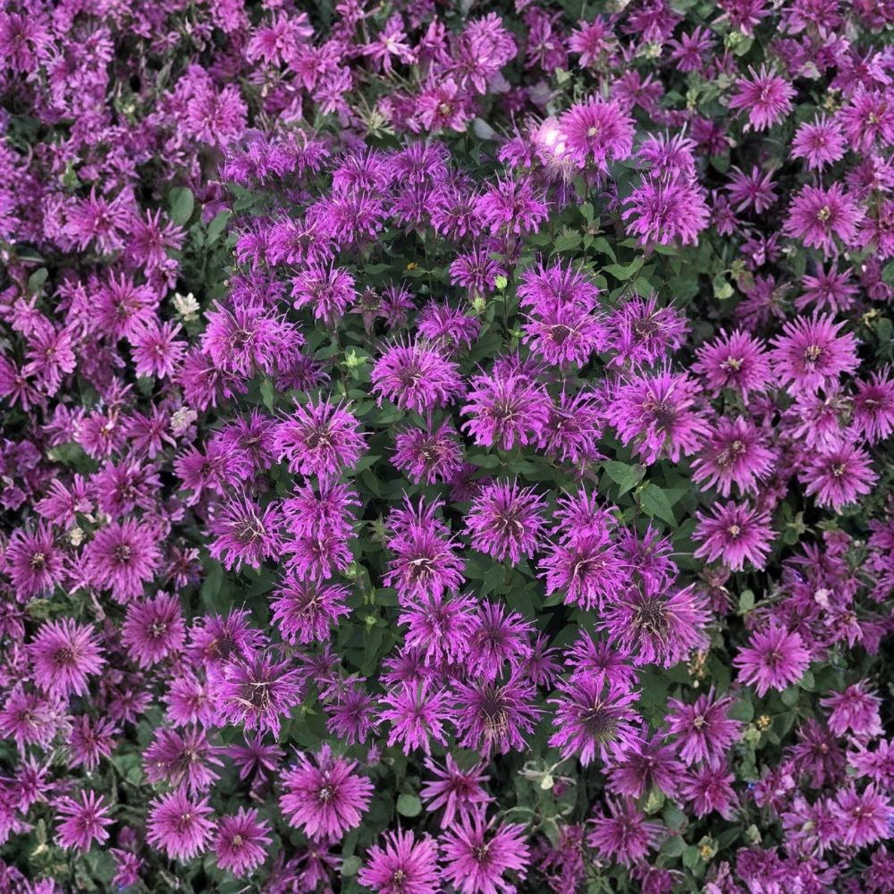 Scarlet Bee Balm Live Plant | Monarda didyma | 4–10 Inches Tall | Bare Root Native Perennial | Pollinator Garden Favorite