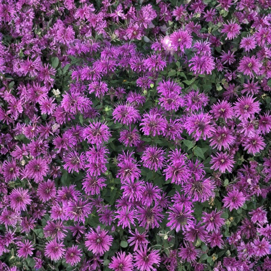Scarlet Bee Balm Live Plant | Monarda didyma | 4–10 Inches Tall | Bare Root Native Perennial | Pollinator Garden Favorite