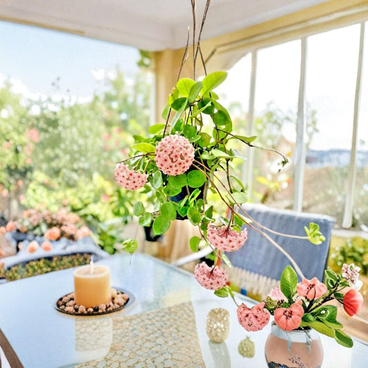 Live Hoya Chelsea Plant – 3 Inch Pot | Rooted Rare Wax Plant | Heart-Shaped Foliage | Indoor Vining Houseplant | Easy to Grow