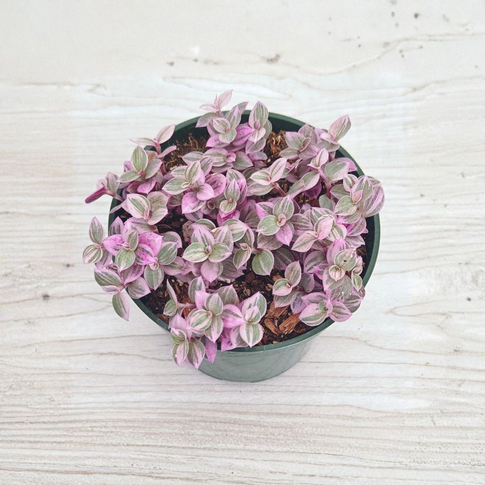 Callisia Repens 'Pink Lady' Live Plant | 4 Inch Pot | Trailing Pink Succulent | Easy Care Houseplant | Colorful Indoor Plant