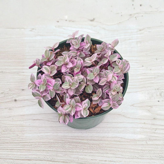 Callisia Repens 'Pink Lady' Live Plant | 4 Inch Pot | Trailing Pink Succulent | Easy Care Houseplant | Colorful Indoor Plant