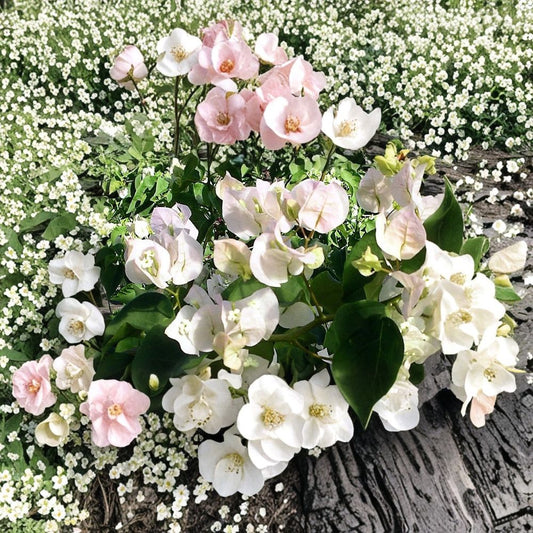 Vera White Bougainvillea Live Plant – Well Rooted Starter | 3" Pot | Tropical Flowering Plant | USA Seller