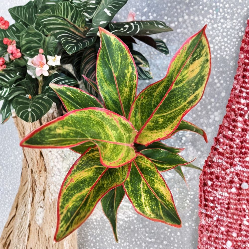 Aglaonema Siam – Chinese Evergreen Live Plant | 7 Inches Tall | Bare Root Houseplant | Easy-Care Indoor Plant