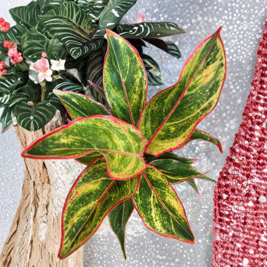 Aglaonema Siam – Chinese Evergreen Live Plant | 7 Inches Tall | Bare Root Houseplant | Easy-Care Indoor Plant