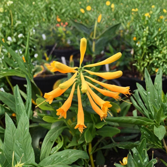 Yellow Honeysuckle Live Plant | 1 Gallon Nursery Pot | Lonicera sempervirens 'Sulphurea' | Native Flowering Vine | Hummingbird Friendly | Zones 4–9