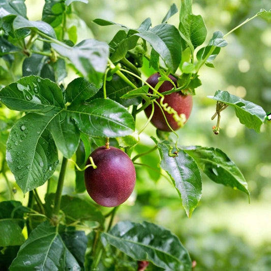 Purple Passionfruit Live Plant – 4–6" Tall | Purple Possum Passiflora edulis | Rooted Fruit Vine | No Pot