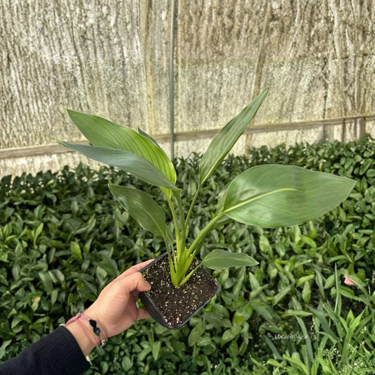 Orange Bird of Paradise – Two Live Plants in One Pot | 8–12 Inches Tall | Strelitzia reginae | Tropical Flowering Plant
