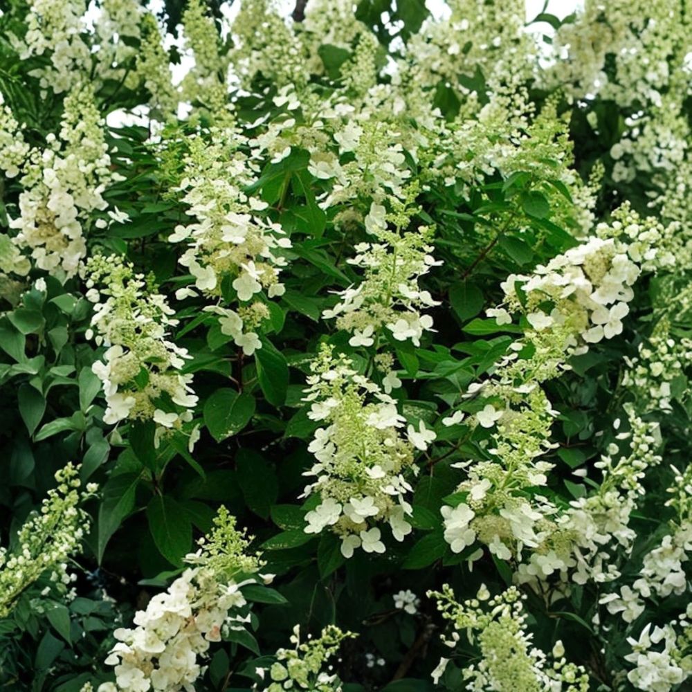 Tardiva Panicle Hydrangea Plant – Hydrangea paniculata ‘Tardiva’ | 1 Gallon Live Shrub | White to Pink Flowers | Late-Blooming Hydrangea | Zones 3–8