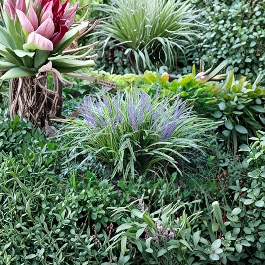 10 Variegated Monkey Grass Bare Root Plants | Liriope muscari 'Variegata' | Evergreen Ground Cover | Landscape Border Plant
