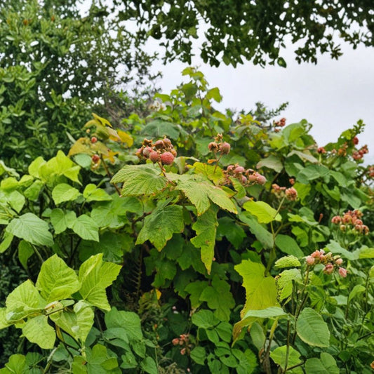 Thimbleberry Live Plant – 3–4" Tall in 5" Pot | Rubus parviflorus | Native Edible Berry Shrub | Wildlife Garden Plant