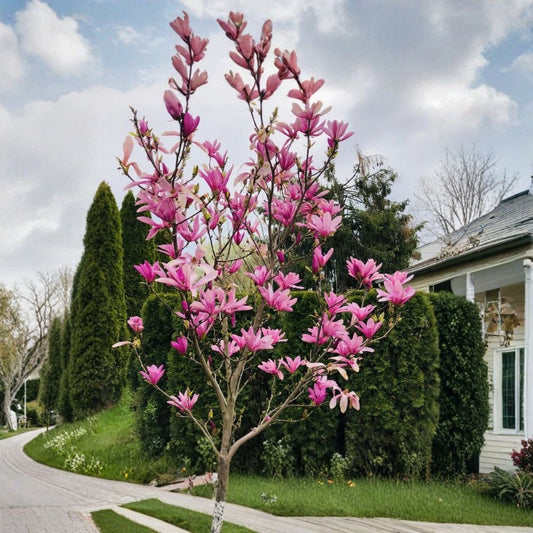 Ann Star Magnolia Live Tree – 2 Inch Pot | Flowering Magnolia Starter Plant | Spring Blooming Ornamental Tree | Garden Favorite | Easy to Grow