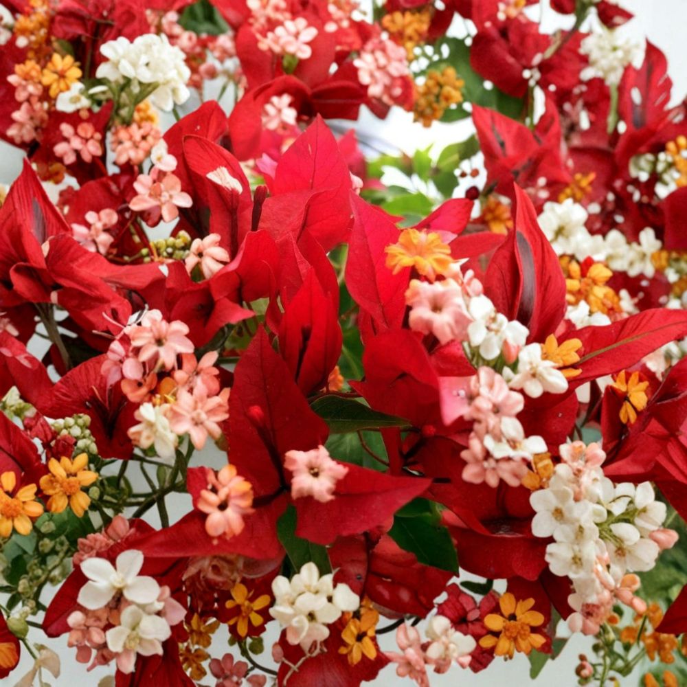 Ruby Bougainvillea Live Starter Plant | Well Rooted in 3 Inch Pot | Tropical Flowering Vine | Vibrant Red Blooms | Easy to Grow