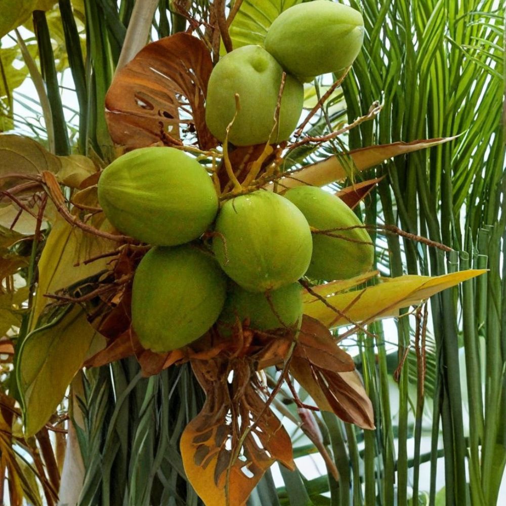 Hawaiian Green Coconut – Cocos nucifera Live Seed | Tropical Coconut Palm Starter | Fresh Viable Seed for Planting