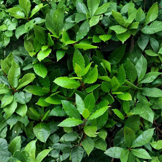 Bay Leaf Tree Live Plant – Laurus nobilis | 12" Tall | 4" Pot | Culinary Herb & Evergreen Tree
